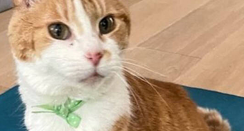 After an elderly cat with a microchip goes missing for five years, the plot twists