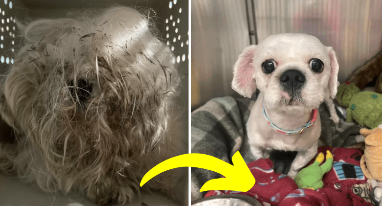 After an emergency makeover, a tiny stray dog is unrecognisable