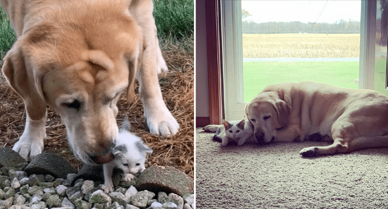 After being discovered alone, a tiny kitten makes the best of friends with a large dog