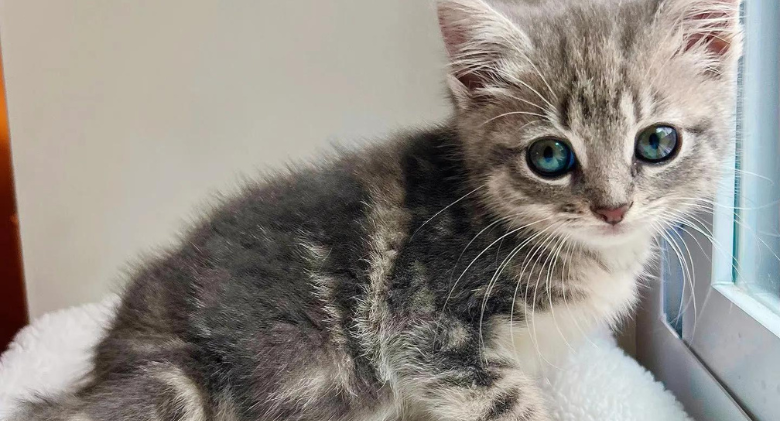 After being discovered outside, the kitten immediately began to play and scamp like any other cat