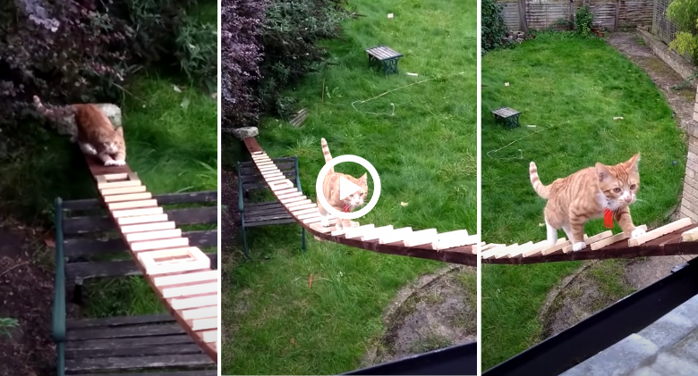 After being forbidden from having a catflap by his landlord, a cat lover builds a homemade ladder for his cat!