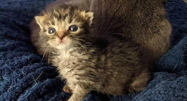 After being found at just three days old, a kitten's life is saved by family cats and dogs