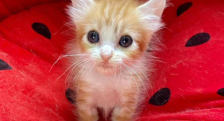 After being given a chance that changed his life, Mookie the kitten makes a remarkable recovery