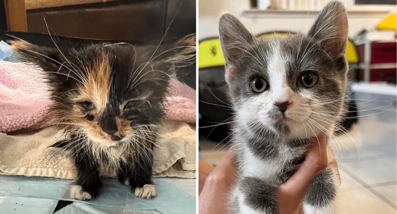 After being given a second chance, the "Dalmatian" kitten and her sister triumph over everything