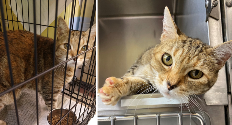 After being lost in California for nine years, a cat was eventually discovered in Idaho