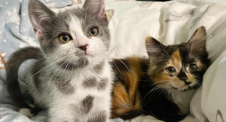 After given a second chance, the "Dalmatian" kitten and her sister triumph over everything