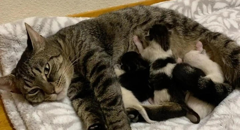 After having them back by her side, the cat gives her kittens the best hugs and care
