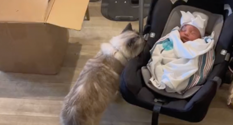 After meeting the newborn the family cat, who is "jealous," vomits her emotions