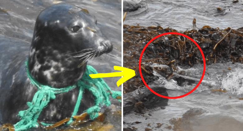 After months of suffering, a seal strangled by a fishing net is finally saved