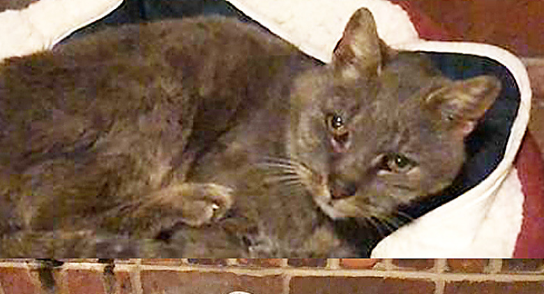 After receiving an unexpected message, the family finds Ritz, a cat who had been missing for 16 years