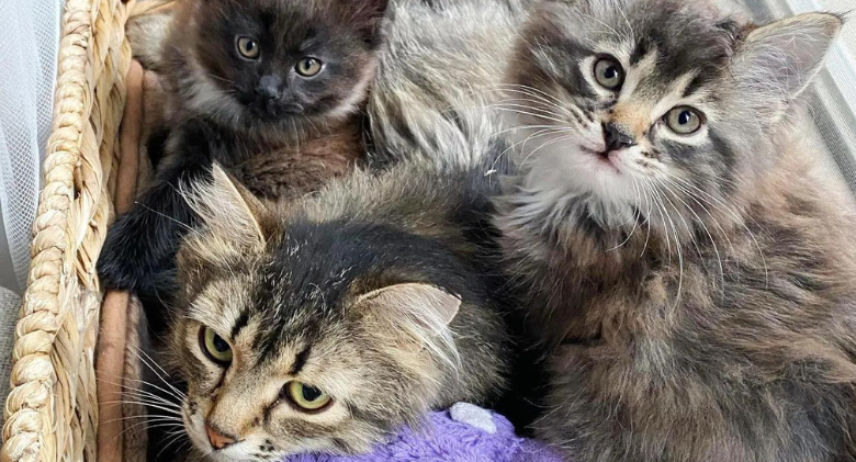 After years of outside, a cat gives birth to two kittens inside for the first time