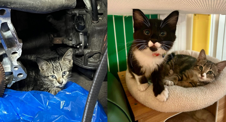 Amazing "Tune-Up" Results for Kittens Found at Auto Repair Shop in the Dirtiest Condition