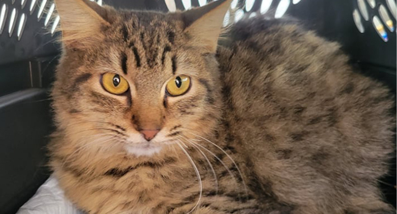 Animal Control Officer in Laredo, Texas Honored for Saving 45 Cats from Fire