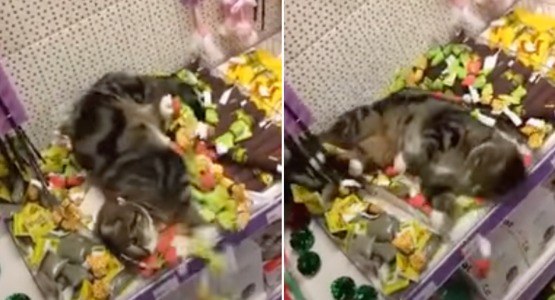 At a nearby store, a lost tabby was discovered helping himself to catnip toys