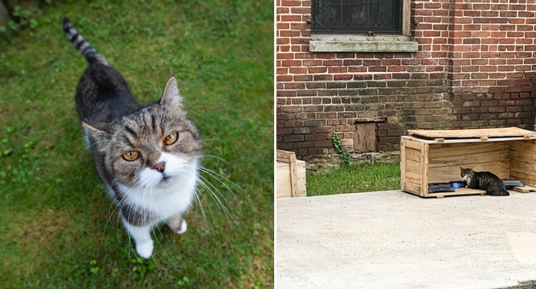 At the renovated historic factory, Cat Colony Gets Adorable "Kitty Land"