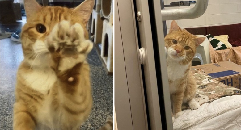 At the shelter, a cat looking for a forever home waves to everyone who passes by