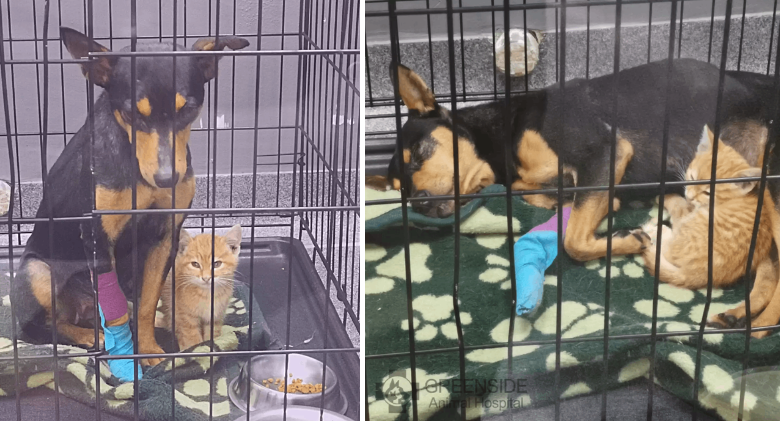 At the vet, a kitten sneaks out of its crate to comfort a nervous dog