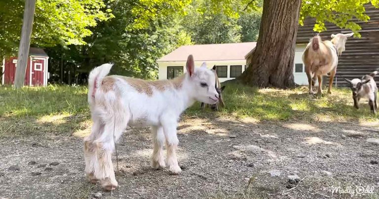 The prettiest goat triplets go about with the happiest feet