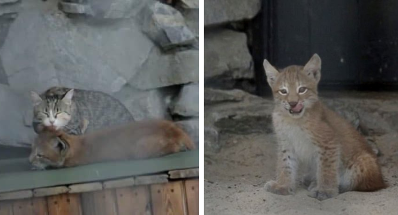 Baby Lynx Adopted by Cat After Her Mother Rejects It