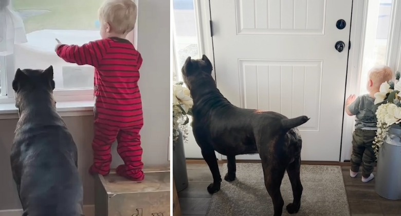 Baby and his 125-pound dog are constantly vigilant about keeping their house secure
