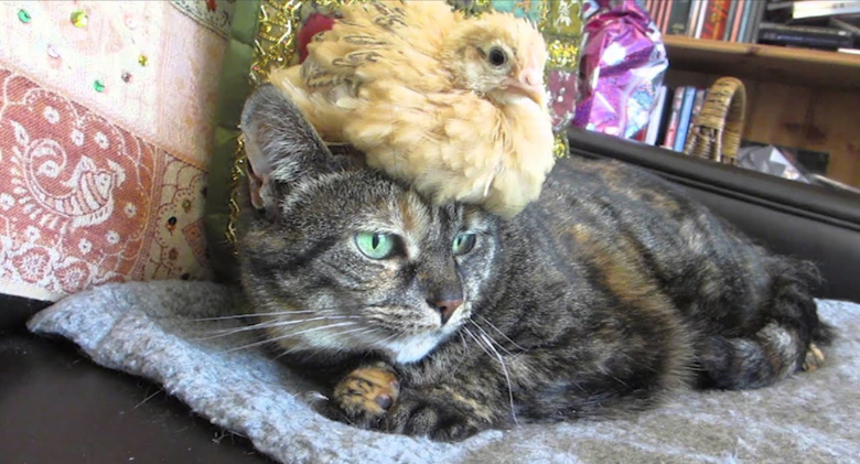 Baby chick is adopted by a cat who raises him as her own kitten