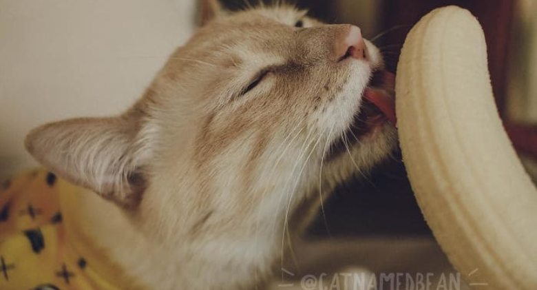 Banana-Biting Cat Made A Large Population Know Him