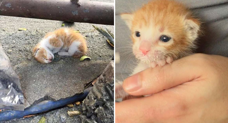 Before they notice a little flicker of hope, the ginger kitten exhibits no signs of life