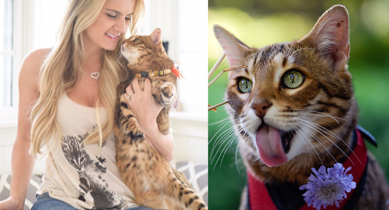 Bengal cat Mango Brown's Amazingly Loving Life with "CatDad" and Family