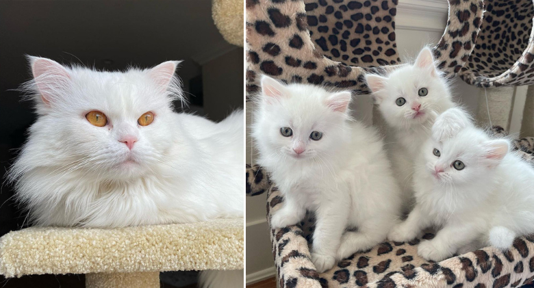 Beth Stern's "Countdown to Baby Marshmallows" Comes After Saving a Cat Couple