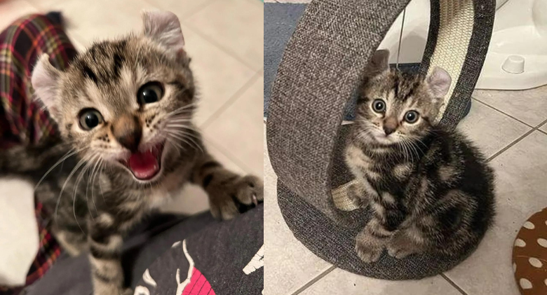 Big-pawed kitten chooses to stick to the person who gave him a home