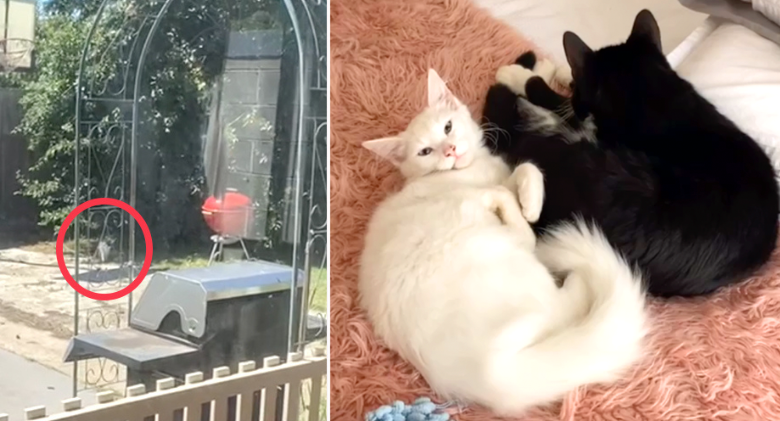 Birdie the stray kitten ends up being Otley's Yang to the household cat