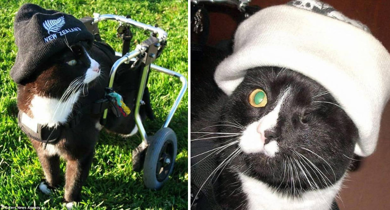 Blacky, the one-eyed, tuxedo cat in a wheelchair, is becoming viral on the internet!