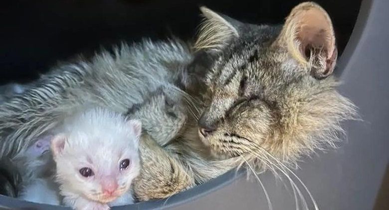 Blind Cat Brings Family to Her Kittens After Living Her Whole Life in Comfortable Home