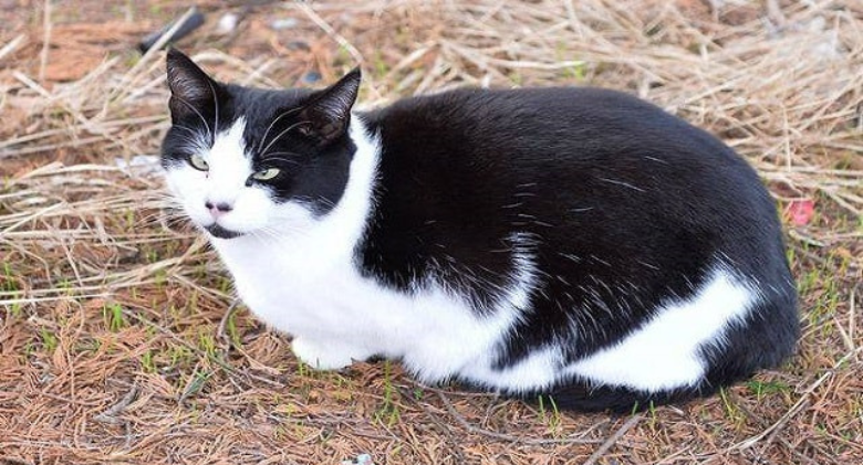 Bob the Cat Is Trying His Best to Find a New Home Before Christmas