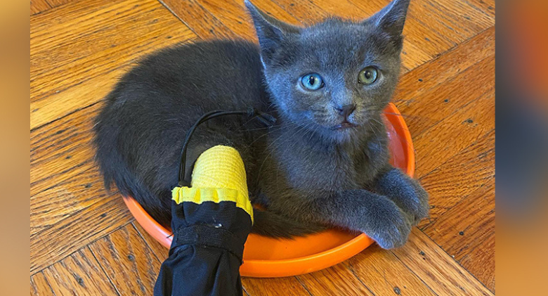 'Brudder' the Kitten Proves Cats Can Play Fetch Too