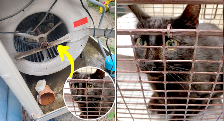 Call to Remove Deceased Cat from Cooler Fails, Leading to a Thrilling Rescue