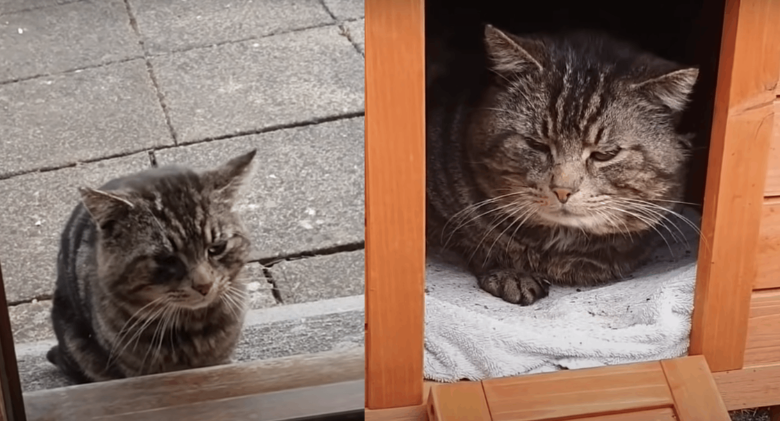 Cat Decides to Reside in Guy's Home ! Watch the Video