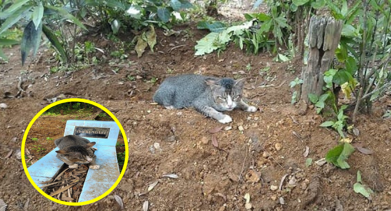 Cat Displays Unwavering Loyalty by Daily Visits to Owner's Gravesite!
