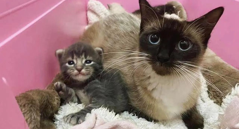 Cat Emerges from Her Shell Knowing that her kittens are in excellent hands