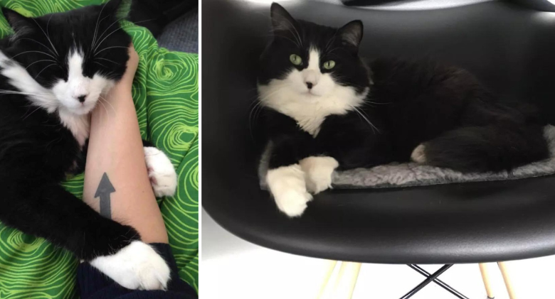 Cat Found True Love After Being Returned to the Shelter Five Times for Being Too "Demanding"