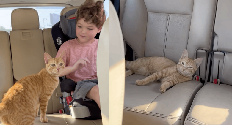 Cat Is Left Alone In McDonald's Parking Lot And Jumps Into The Perfect Car