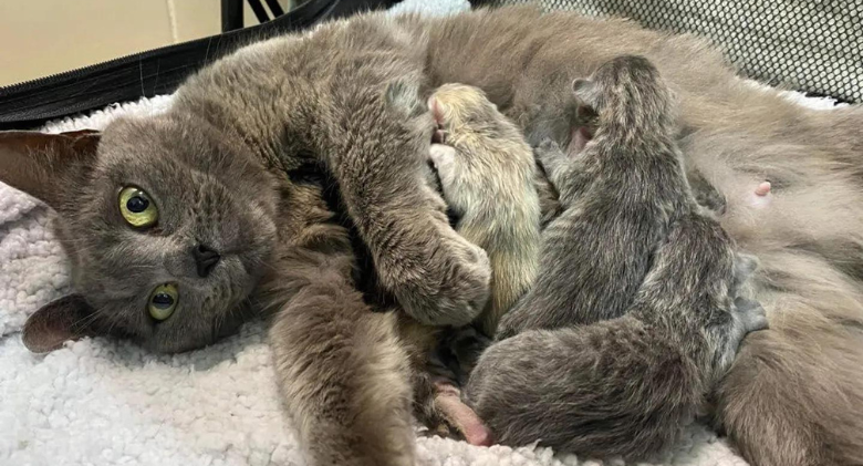 Cat Moves Into a New Place Right Away After Being Left Behind, Giving Birth to 4 Kittens