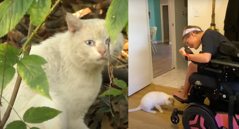 Cat Picks Up Wheelchaired Girl and Lays on Her Lap as Family & become a great Companion