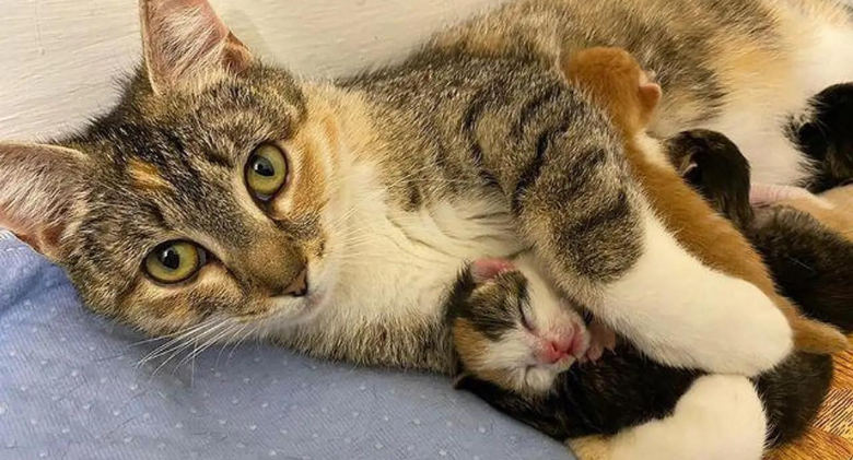 Cat Purrs Her Way Through Every Day, Overjoyed to Have Kittens in a Warm Home