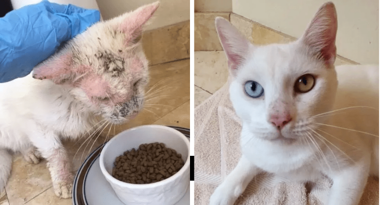 Cat Recovers Sight and Astounds Rescuers With His Gorgeous Eyes