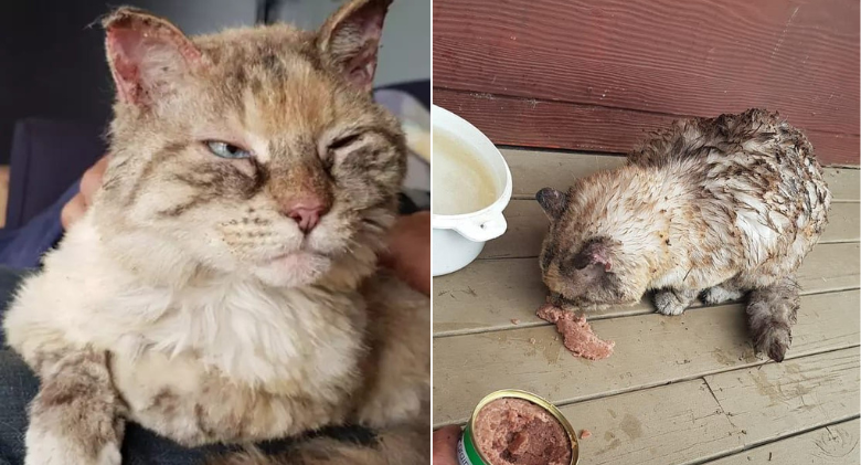 Cat Returned To Family Home Miraculously After Seven Days Lost In Bushfires