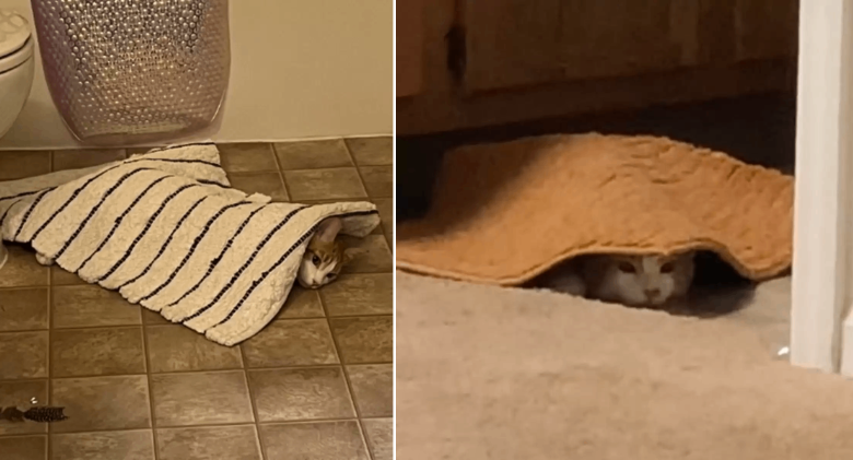 Cat Turns Into a "Invisible" Spy Under Bath Mats to Watch Over Family