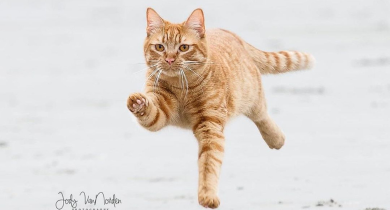 Cat Visits The Beach For The First Time, And His Expression Is So Funny