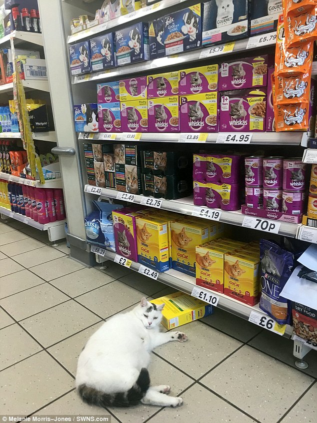 This Cat Enters A Grocery Store, Steals A Few Treats, And Then Takes A Nap hq pic