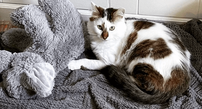 Cat Who Has Never Had A Home Can't Believe It's All For Her